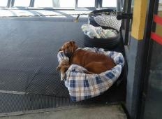 To, kar počnejo tem psom na avtobusni postaji, bi moralo biti za vzgled!