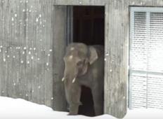 Zaradi zime so zaprli živalski vrt. Nato je delavec posnel reakcijo živali, ko so videle sneg ...