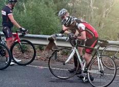 Žejna koala je ustavila kolesarje. Prijatelji niso mogli verjeti, kaj se je zgodilo potem ...