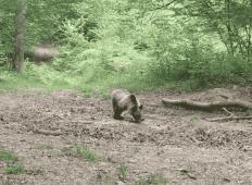 Luža veselja v Kočevskem gozdu. Poglejte, kako se divje živali zabavajo v slovenski naravi!