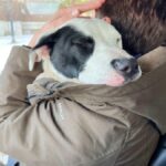 Tale invalidski kuža je bil kar 4-krat izdan. Čakal je na svojo srečo in jo tudi dočakal!