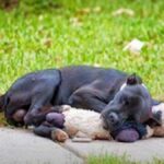 Zdravniki so dejali, da se nikoli ne gibal. Potem se je v njihovem življenju pojavil mlad kužek…