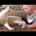 Smo dobili novo zdravilo? Čebelji strup je uničil raka dojke v manj kot eni uri…