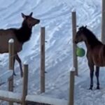 Par je na odru zaplesal na način, ki je res nadzemeljski! Kaj takega še niste videli …