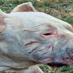 Poročila sem se s slepim moškim. Mislila sem, da ne more videti mojih brazgotin, toda …