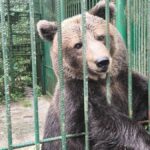 Hčerka Simone Weiss je bila nekoč fant. S prvim nastopom je navdušila splet …