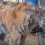 Bogat poslovnež vsak teden zajtrkoval z brezdomko. Potem je izvedel, zakaj zapravlja denar in naredil je tole …