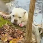 “Ni Bošnjaka, Srbina, Hrvata …”: Sead se je odločil zgraditi hišo sosedu, ploska mu ves Balkan