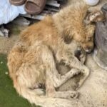 Mačka se je ves večer čudno obnašala: Potem lastnica ugotovi, zakaj ni hotela iti s štedilnika …