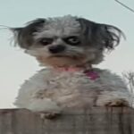 Jan Plestenjak: Zakaj nekatere tako moti, če izobesim slovensko zastavo?