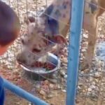 Fant, ki so se mu norčevali zaradi drugačne barve oči, je posvojil mačko z isto boleznijo