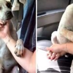 Učenka se je po pouku vrgla pod vlak in pustila ganljivo sporočilo mami