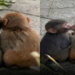 Mačka je jokala, ker je njen lastnik cele dneve delal. Kamera ujela ganljive trenutke!