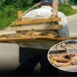 Ta maček je celo življenje ostal v velikosti mladička. Dočakal je 13 let …