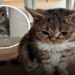 Peš je na hrbtu nesel svojega psa, ki je bil operiran. Prizor, ki gane!