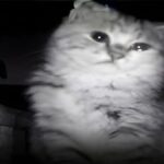 Zapuščen opičji mladič najde smisel: Ujet trenutek, ko začuti varnost in toplino!